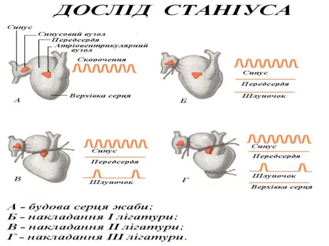 Дослід Станіуса