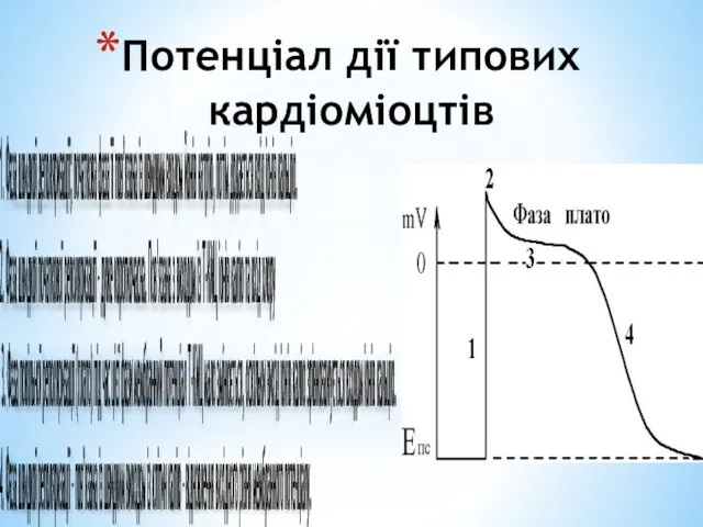 Потенціал дії типових кардіоміоцтів 1. Фаза швидкої деполяризації; початкова фаза