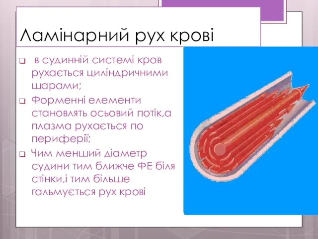 Ламінарний рух крові в судинній системі кров рухається циліндричними шарами;