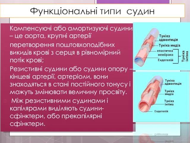 Функціональні типи судин Компенсуючі або амортизуючі судини – це аорта,