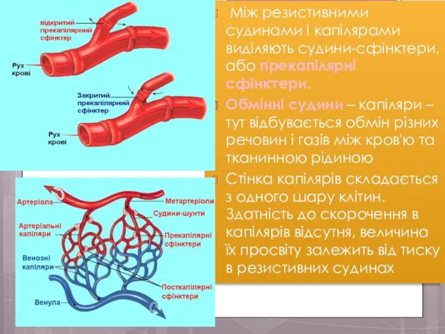 Між резистивними судинами і капілярами виділяють судини-сфінктери, або прекапілярні сфінктери.