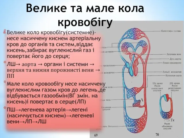 Велике та мале кола кровобігу