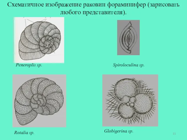 Схематичное изображение раковин фораминифер (зарисовать любого представителя). Peneroplis sp. Spiroloculina sp. Rotalia sp. Globigerina sp.