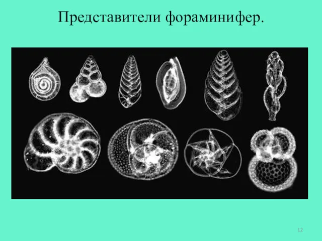 Представители фораминифер.