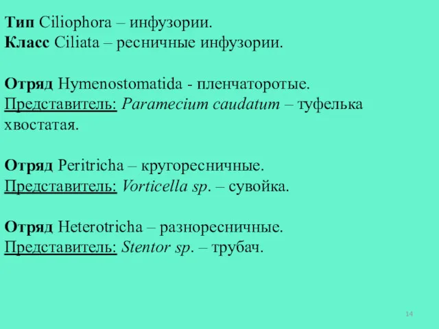 Тип Ciliophora – инфузории. Класс Ciliata – ресничные инфузории. Отряд Hymenostomatida - пленчаторотые.