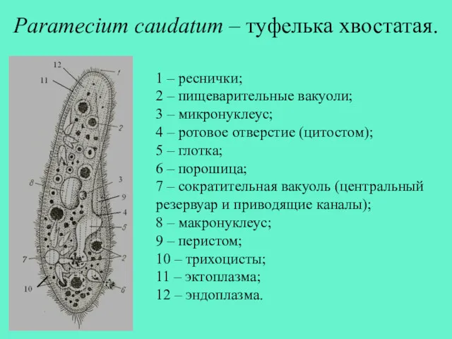 Paramecium caudatum – туфелька хвостатая. 1 – реснички; 2 –