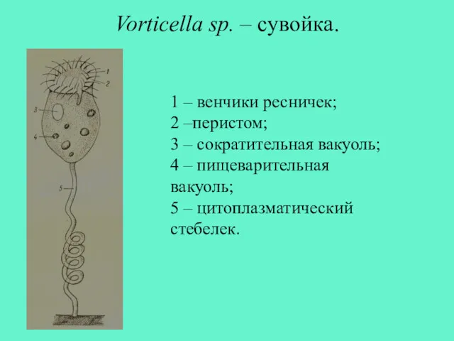 Vorticella sp. – сувойка. 1 – венчики ресничек; 2 –перистом; 3 – сократительная