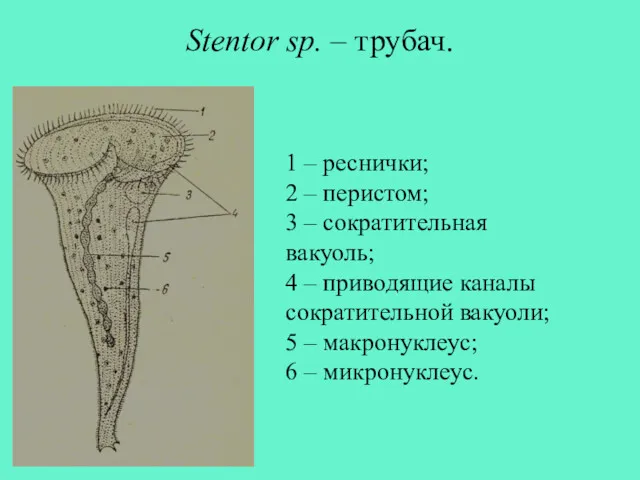 Stentor sp. – трубач. 1 – реснички; 2 – перистом; 3 – сократительная