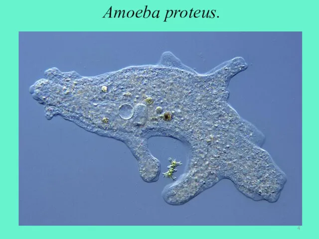 Amoeba proteus.