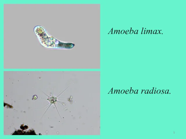 Amoeba limax. Amoeba radiosa.