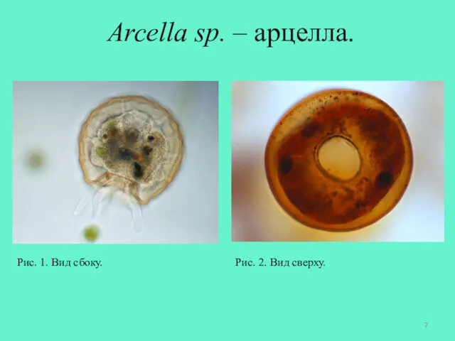 Arcella sp. – арцелла. Рис. 1. Вид сбоку. Рис. 2. Вид сверху.