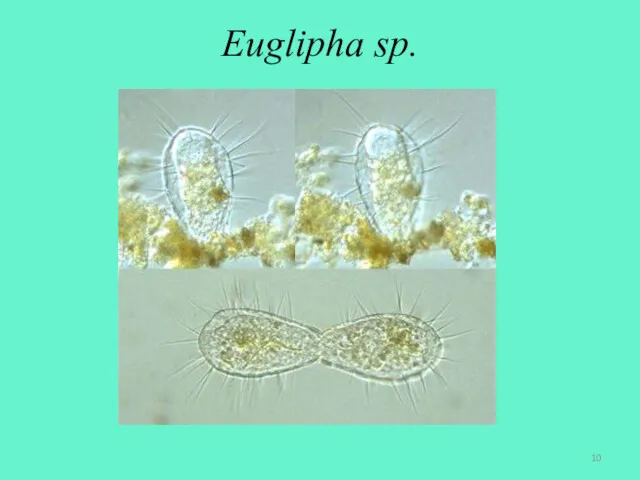 Euglipha sp.