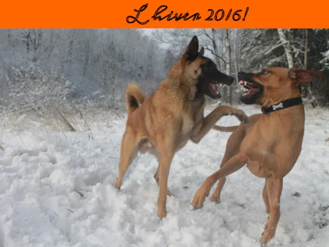 L’hiver 2016!