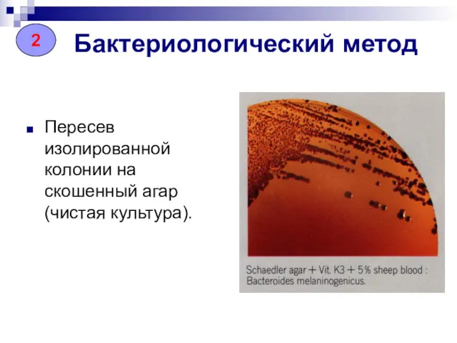 Бактериологический метод Пересев изолированной колонии на скошенный агар (чистая культура). 2 2