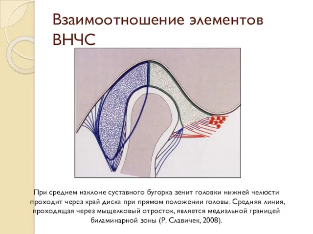 Взаимоотношение элементов ВНЧС При среднем наклоне суставного бугорка зенит головки