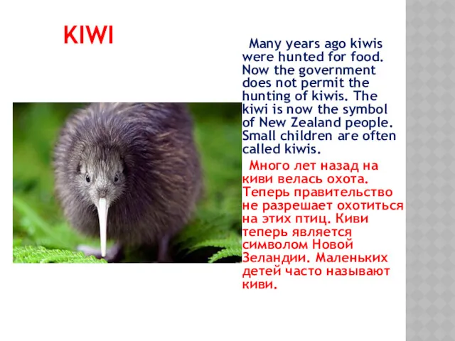 KIWI Many years ago kiwis were hunted for food. Now