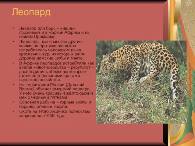 Леопард Леопард или барс – хищник, проживает и в жаркой Африке и на