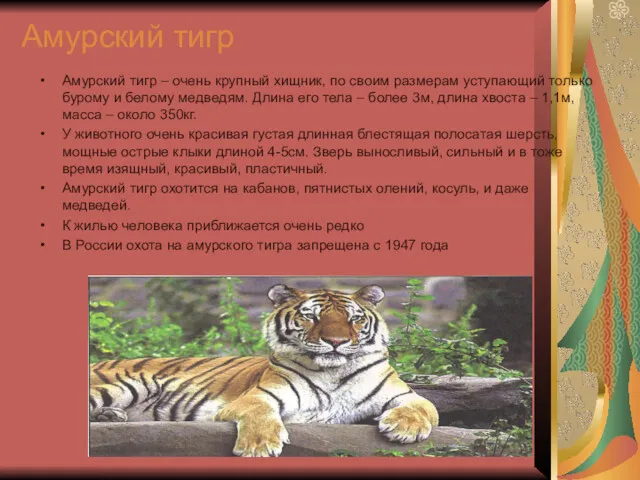 Амурский тигр Амурский тигр – очень крупный хищник, по своим размерам уступающий только