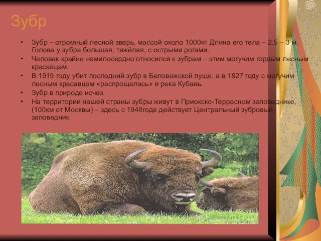 Зубр Зубр – огромный лесной зверь, массой около 1000кг. Длина его тела –