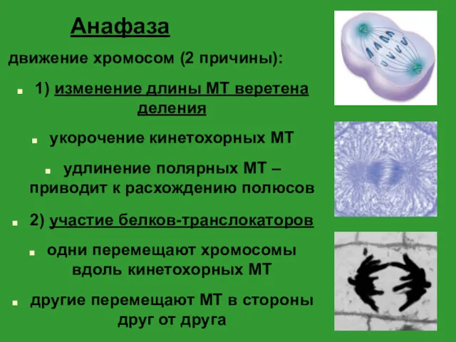 Анафаза движение хромосом (2 причины): 1) изменение длины МТ веретена деления укорочение кинетохорных