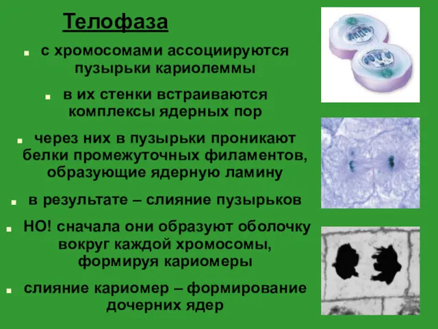 Телофаза с хромосомами ассоциируются пузырьки кариолеммы в их стенки встраиваются комплексы ядерных пор