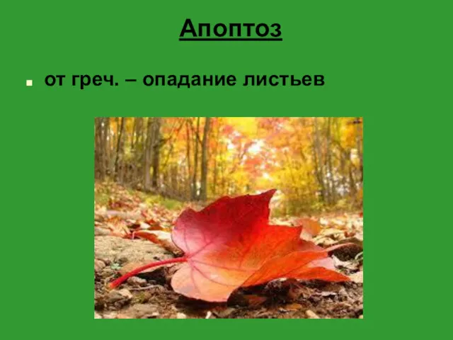 Апоптоз от греч. – опадание листьев