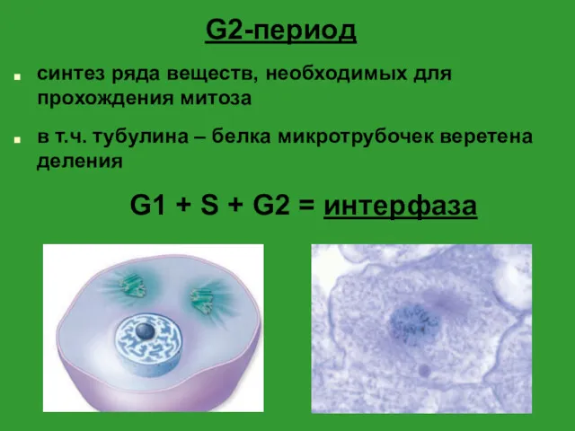 G2-период синтез ряда веществ, необходимых для прохождения митоза в т.ч. тубулина – белка