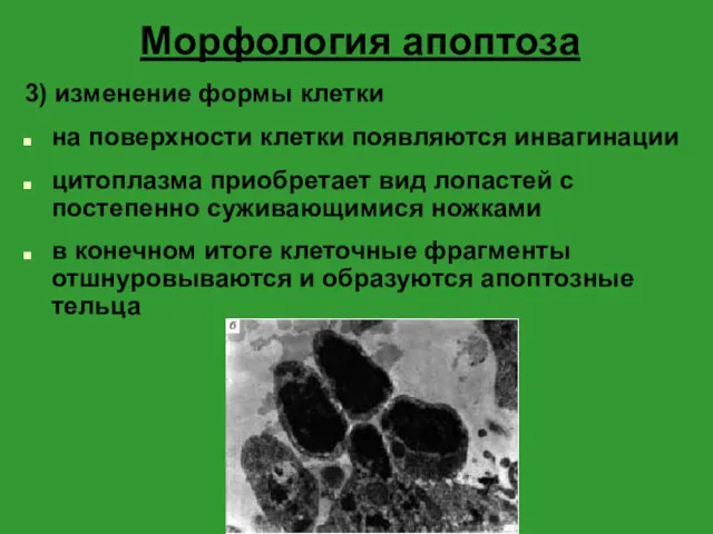 Морфология апоптоза 3) изменение формы клетки на поверхности клетки появляются инвагинации цитоплазма приобретает