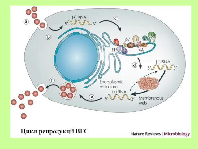 Цикл репродукції ВГС