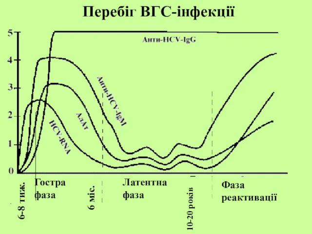 Гостра фаза 6 міс. Латентна фаза Фаза реактивації 10-20 років Перебіг ВГС-інфекції 6-8 тиж.