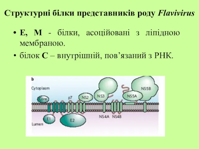 Структурні білки представників роду Flavivirus Е, М - білки, асоційовані