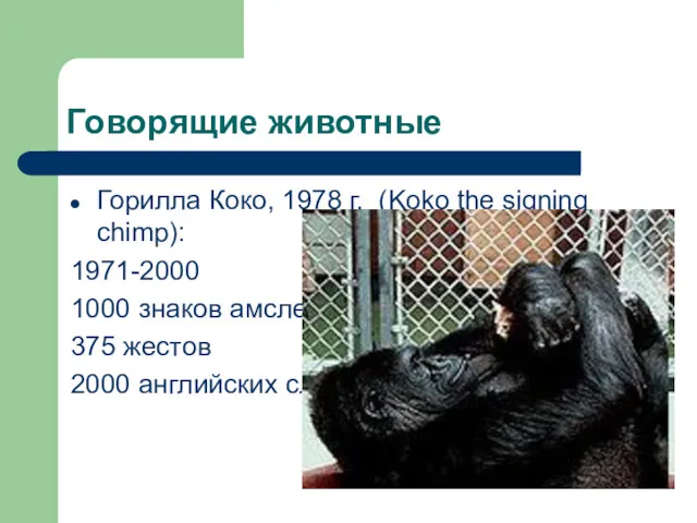 Говорящие животные Горилла Коко, 1978 г. (Koko the signing chimp):