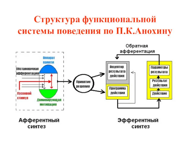 Структура функциональной системы поведения по П.К.Анохину
