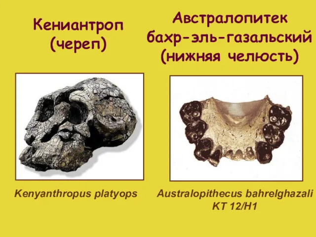 Кениантроп (череп) Kenyanthropus platyops Австралопитек бахр-эль-газальский (нижняя челюсть) Australopithecus bahrelghazali KT 12/H1