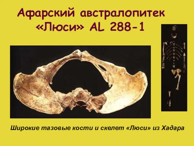 Афарский австралопитек «Люси» AL 288-1 Широкие тазовые кости и скелет «Люси» из Хадара
