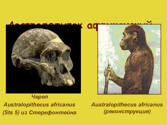 Австралопитек африканский Череп Australopithecus africanus (Sts 5) из Стеркфонтейна Australopithecus africanus (реконструкция)