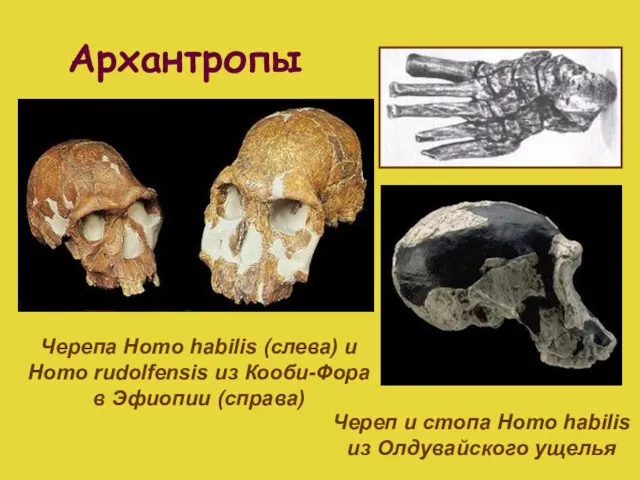 Архантропы Черепа Homo habilis (слева) и Homo rudolfensis из Кооби-Фора