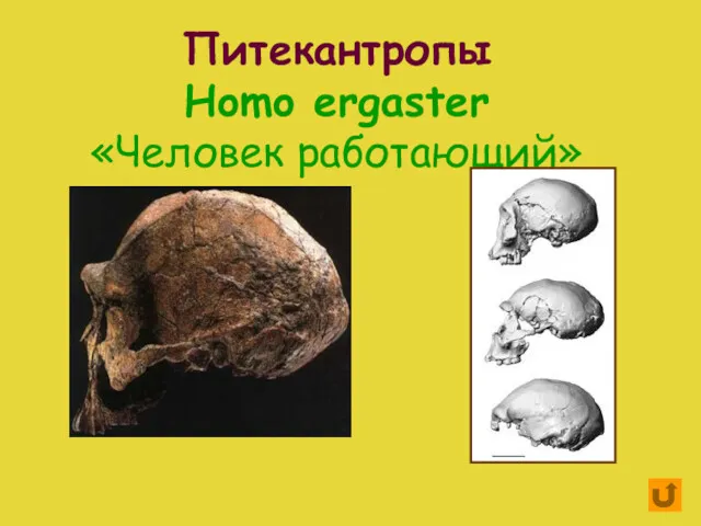 Питекантропы Homo ergaster «Человек работающий»