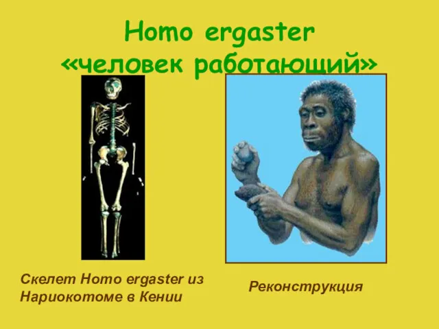 Homo ergaster «человек работающий» Скелет Homo ergaster из Нариокотоме в Кении Реконструкция