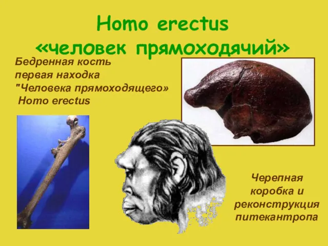 Homo erectus «человек прямоходячий» – Бедренная кость первая находка "Человека