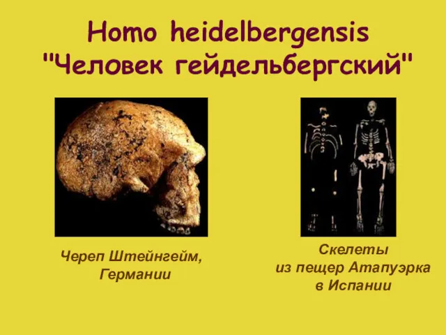 Череп Штейнгейм, Германии Скелеты из пещер Атапуэрка в Испании Homo heidelbergensis "Человек гейдельбергский"