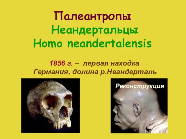Палеантропы Неандертальцы Homo neandertalensis Реконструкция 1856 г. – первая находка Германия, долина р.Неандерталь