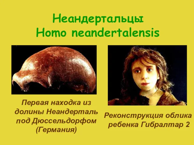 Неандертальцы Homo neandertalensis Реконструкция облика ребенка Гибралтар 2 Первая находка из долины Неандерталь под Дюссельдорфом (Германия)