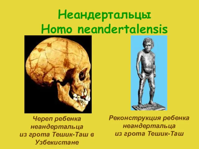 Неандертальцы Homo neandertalensis Череп ребенка неандертальца из грота Тешик-Таш в