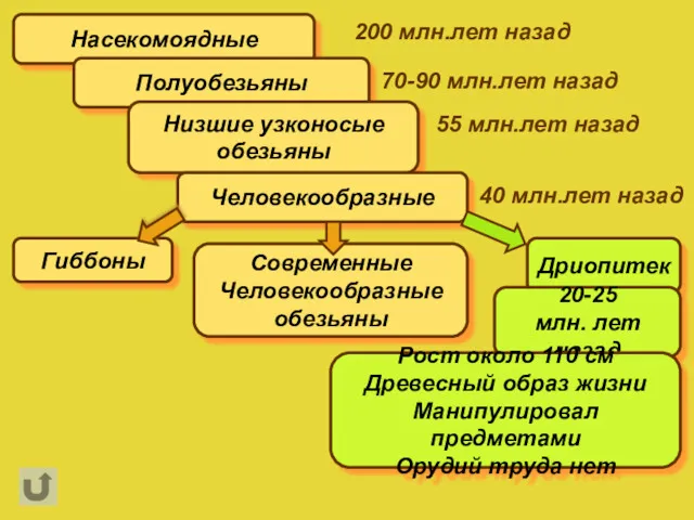 Насекомоядные Полуобезьяны Низшие узконосые обезьяны Человекообразные Гиббоны Современные Человекообразные обезьяны