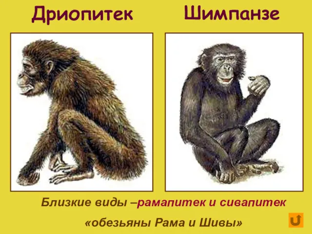 Дриопитек Шимпанзе Близкие виды –рамапитек и сивапитек «обезьяны Рама и Шивы»
