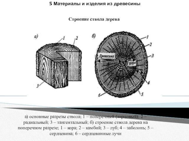 5 Материалы и изделия из древесины Строение ствола дерева а)