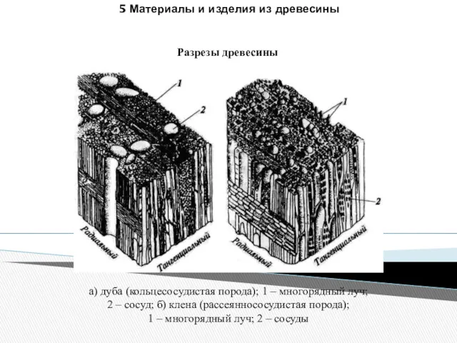 5 Материалы и изделия из древесины Разрезы древесины а) дуба