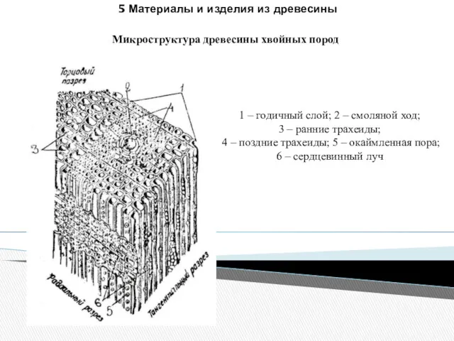 5 Материалы и изделия из древесины Микроструктура древесины хвойных пород