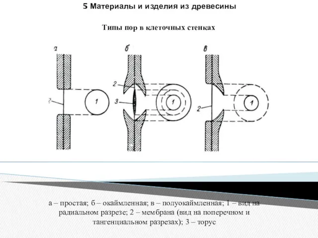 5 Материалы и изделия из древесины Типы пор в клеточных